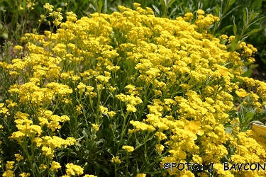 Alyssum idaeum