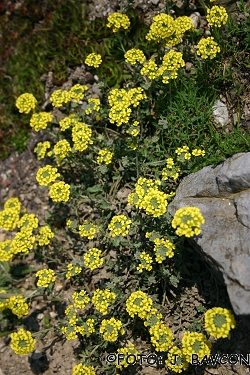 Alyssum montanum subsp. pluscanescens