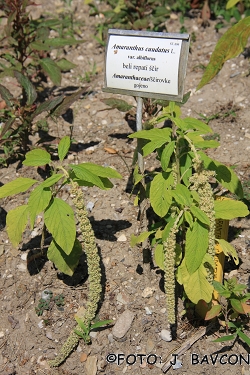 Amaranthus caudatus var. albiflorus
