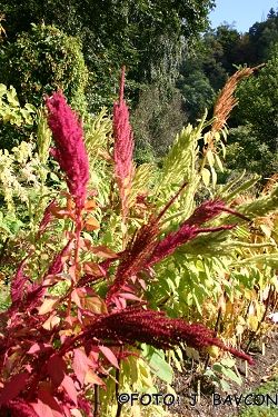 Amaranthus hybridus 