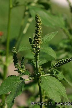 Ambrosia trifida