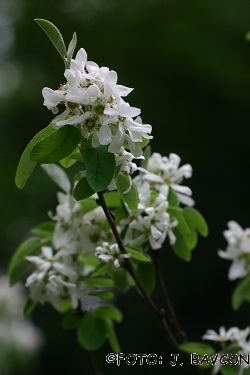 Amelanchier ovalis