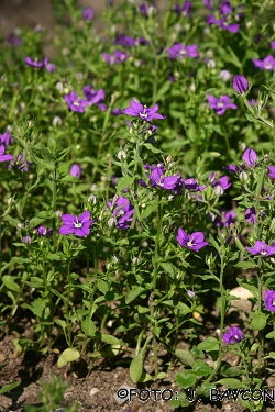 Anagallis arvensis