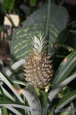 Ananas sativus