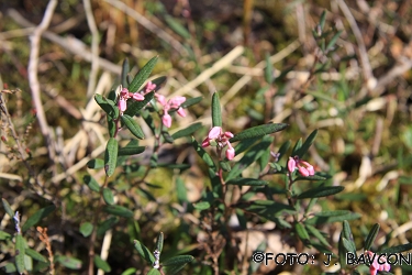 Andromeda polifolia