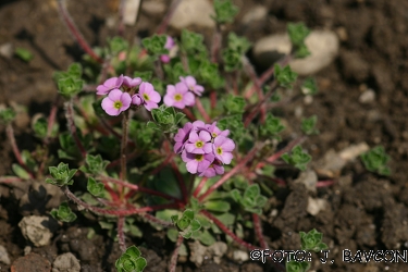 Androsace mucronifolia