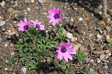 Anemone hortensis