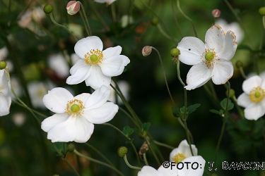 Anemone hupehensis