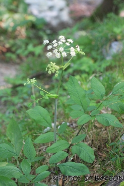 Angelica sylvestris