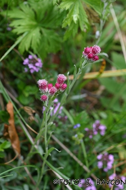 Antennaria dioica