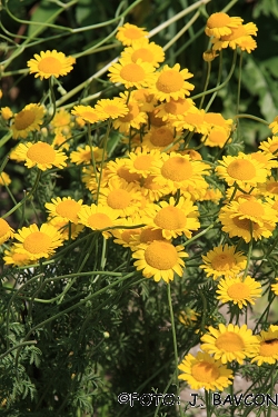 Anthemis tinctoria