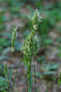 Anthoxanthum odoratum