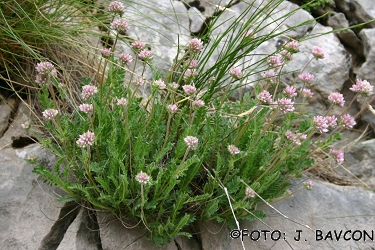 Anthyllis jacquinii