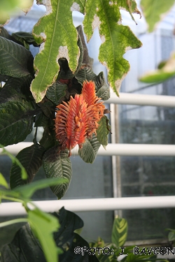 Aphelandra flava