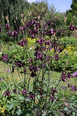 Aquilegia atrata