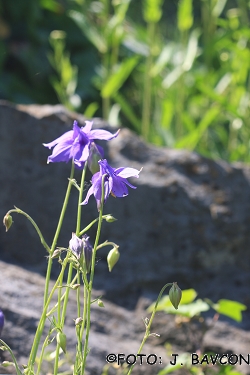 Aquilegia bertolonii