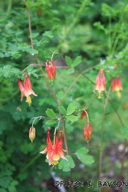 Aquilegia canadensis