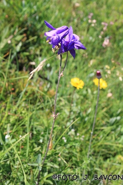 Aquilegia vulgaris