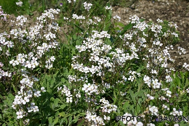 Arabis caucasica