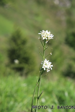 Arabis pauciflora