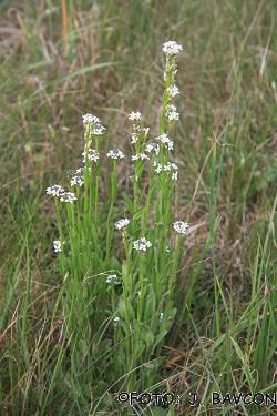 Arabis sagittata