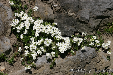 Arabis scopoliana