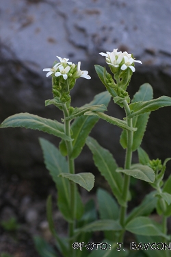 Arabis turrita