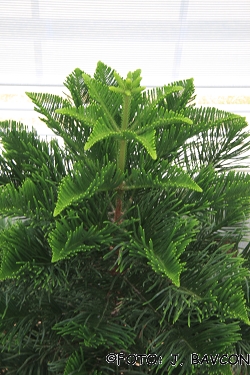 Araucaria cunninghamii