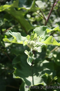 Arctium lappa