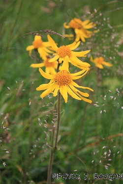 Arnica montana