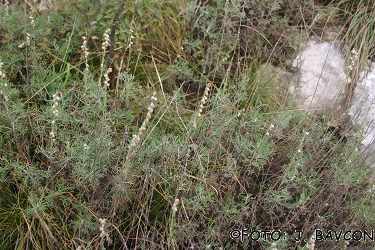 Artemisia alba