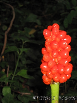 Arum maculatum