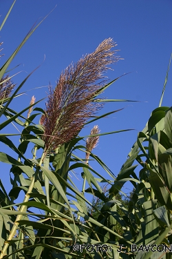 Arundo donax