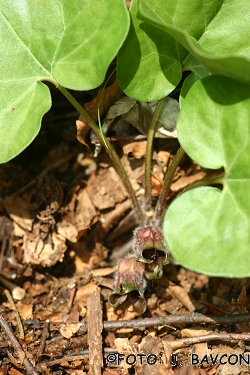 Asarum europaeum