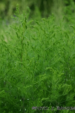 Asparagus maritimus