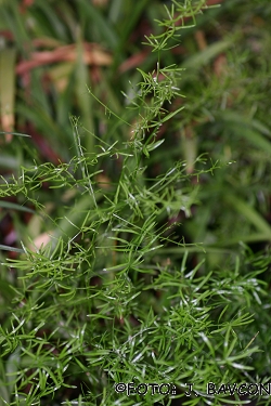 Asparagus sprengeri