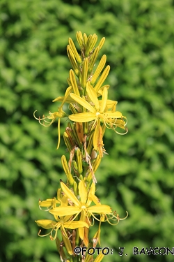 Asphodeline lutea