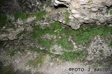 Asplenium trichomanes