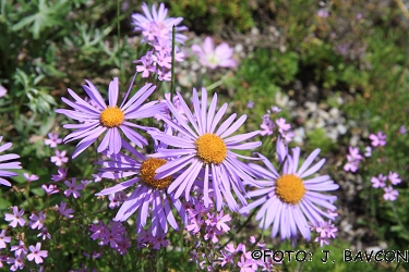 Aster alpinus