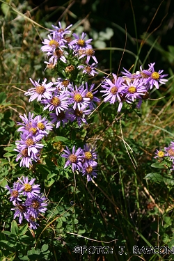 Aster amellus