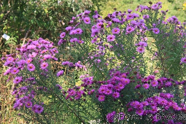 Aster novae-angliae