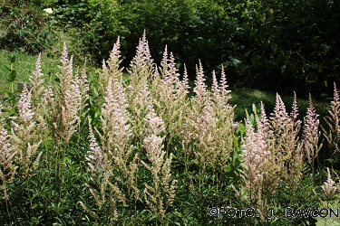 Astilbe davidii