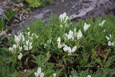 Astragalus angustifolius