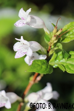 Asystasia macrocarpa