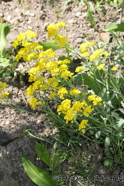 Aurinia saxatilis