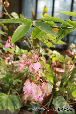 Begonia coccinea