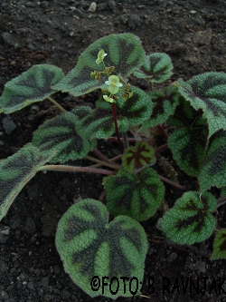 Begonia masoniana