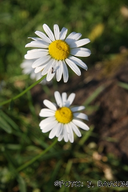 Bellis perennis