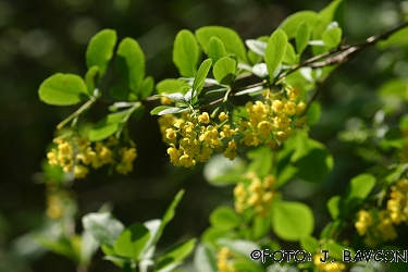 Berberis vulgaris