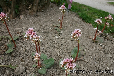 Bergenia ciliata